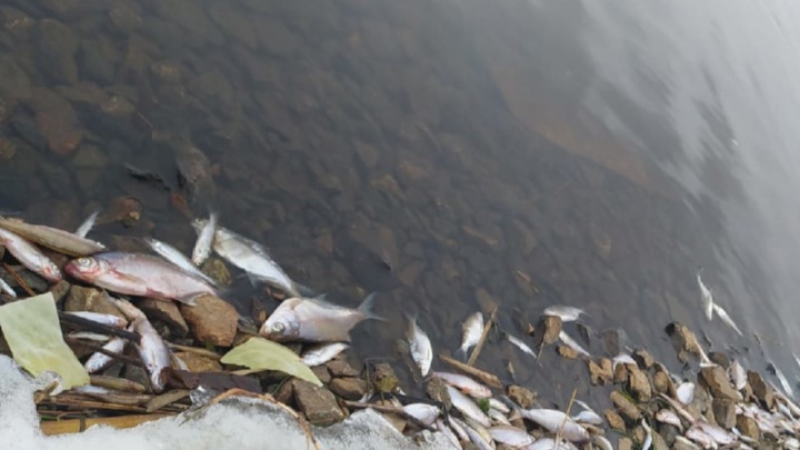 Берега тюменского озера усеяны мертвой рыбой. Что там могло произойти?