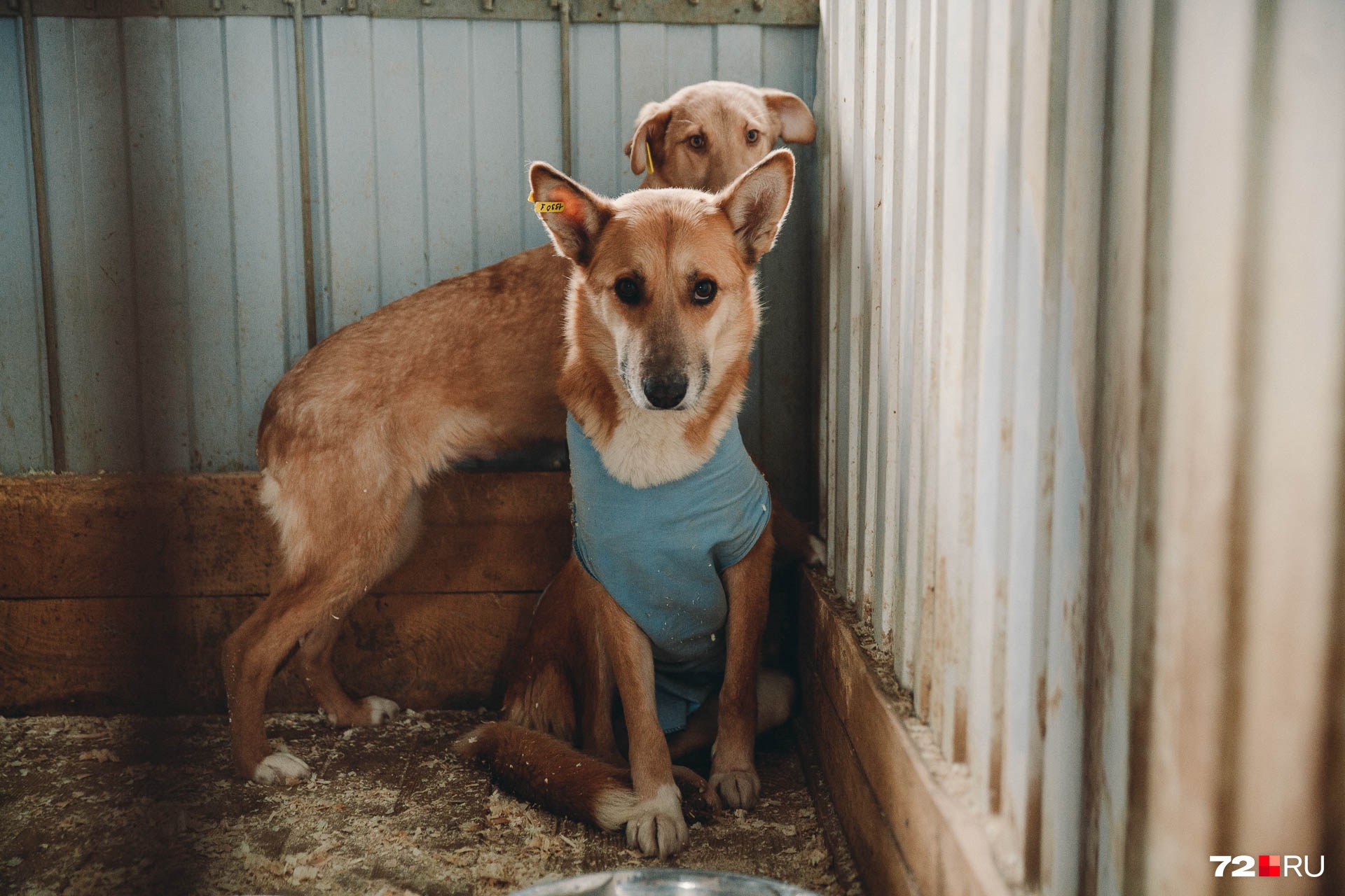 Желтые бирки на ушах — знак того, что собака была в приюте
