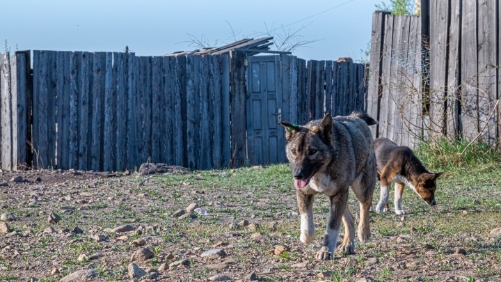 Каждый 5-й татарстанец выступает за убийство бродячих собак. Мы оказались самыми жестокими в стране