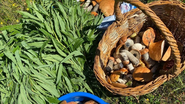 Почему в тюменских лесах стало мало грибов и когда их снова можно будет носить ведрами? Объясняет эксперт