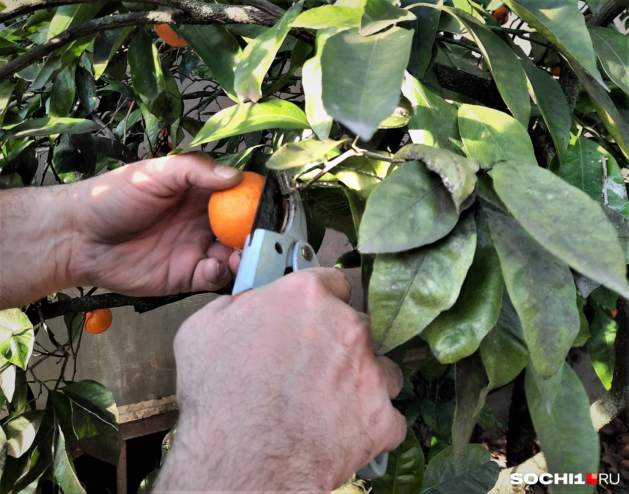 Срезать мандарины можно только секатором, иначе можно повредить плод — и он испортится