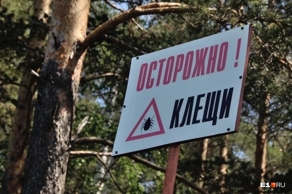11 городов — особо опасные. Рассказываем, где в Свердловской области самые кусачие клещи