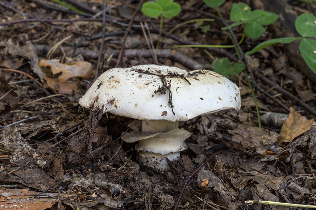 Шампиньон — гриб, которому нужна почва, богатая азотом