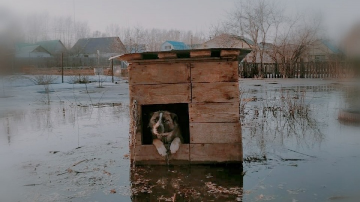 «Оставляют на верную смерть»: спасатель — о брошенных собаках в затапливаемых зонах Уфы