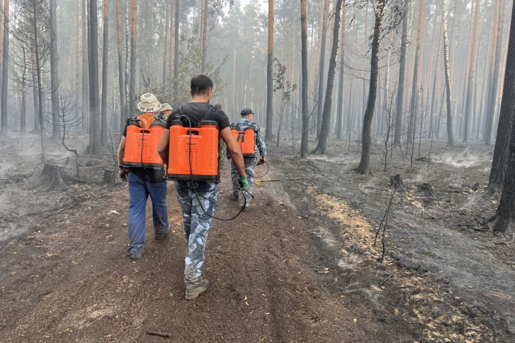 Лес в огне, который так трудно остановить