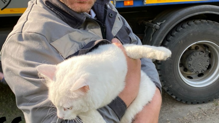 Водитель мусоровоза из Ангарска помог спасти раненого кота, застрявшего на дереве