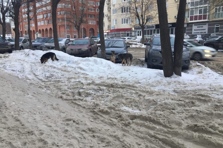 Стая бродячих собак продолжает нападать на горожан Стая бродячих собак продолжает нападать на горожан