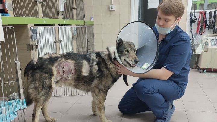 В Тюмени ветеринары спасли собаку, на которую в лесу напал медведь