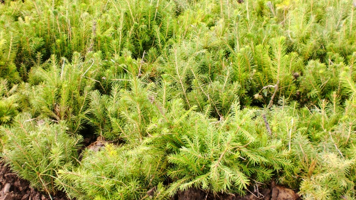 В Поморье вырастет новый лес: кто посадит 450 тысяч деревьев