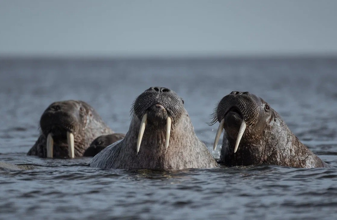«Газпром нефть» выпустила часовой саундтрек «Моржелаундж» для медитации под звуки Арктики