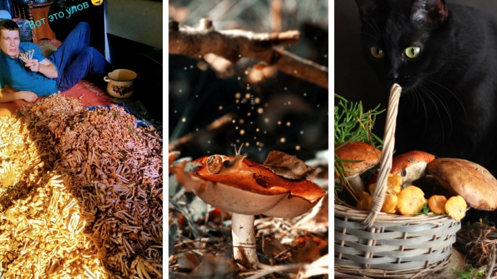 Охапки опят и заваленные боровиками столы: 30 фото грибов, которые удалось собрать новосибирцам в ушедшем сезоне