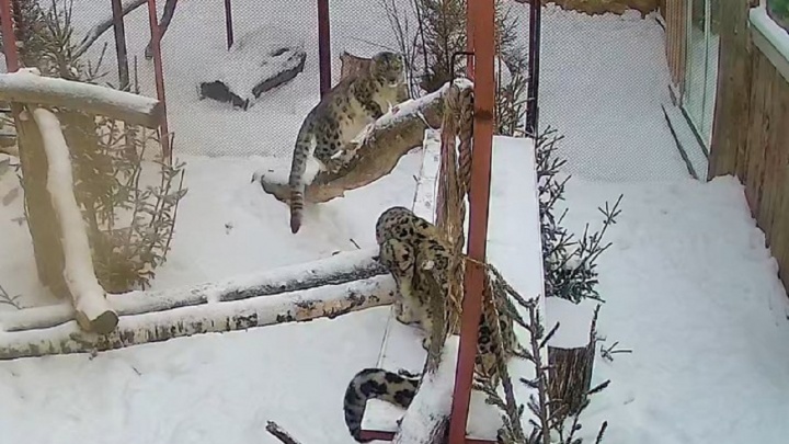«Нашли общий язык». Смотрим видео знакомства снежных барсов из Пермского зоопарка
