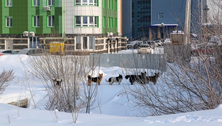 В Башкирии начали проверку после нападения собаки на двух детей