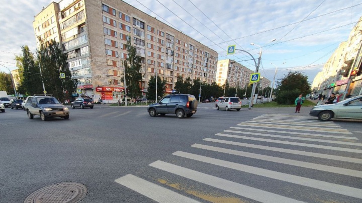 «Выбросил в окно и продолжил курить»: в Архангельске погибла кошка, упавшая с шестого этажа