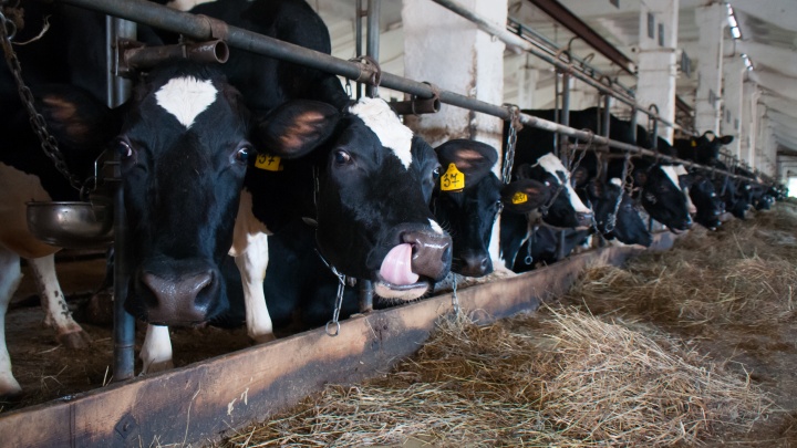 В подчинении 1800 коров: в Свердловской области директору фермы пообещали зарплату почти в 300 тысяч
