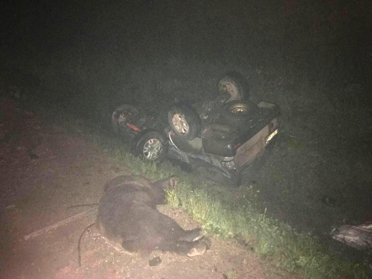 Водитель внедорожника погиб в Нижнеилимском районе в ДТП с медведем и грузовиком