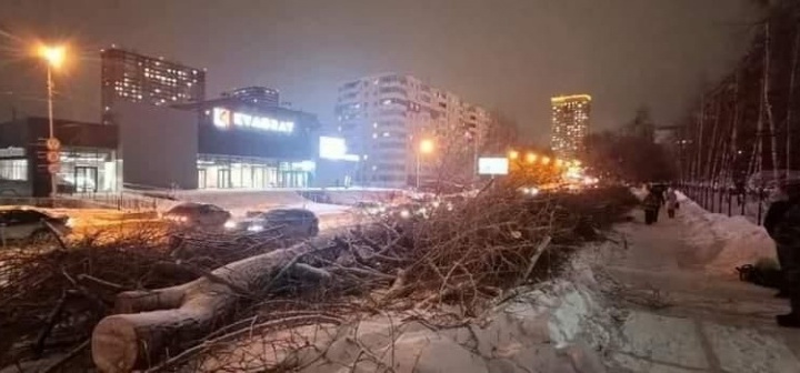 «Это незаконная абсолютно вырубка»: из-за уничтоженных деревьев на Кропоткина началось расследование