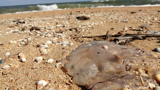 Азовское море заполонили медузы. Насколько они опасны?