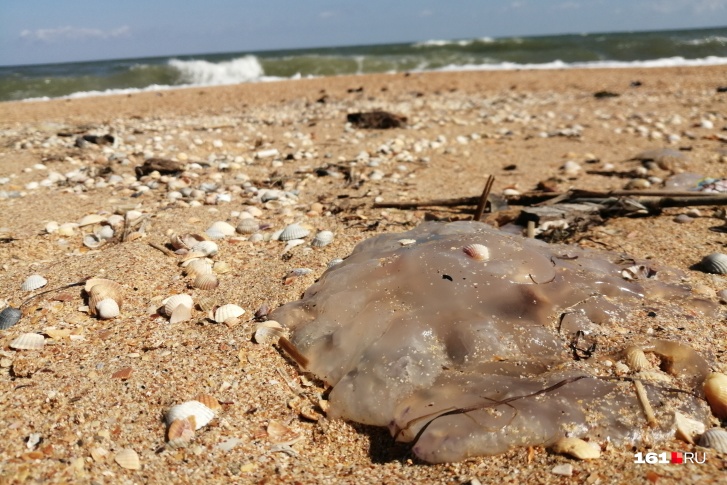 Что творится на азовском море сейчас сегодня. Смотреть фото Что творится на азовском море сейчас сегодня. Смотреть картинку Что творится на азовском море сейчас сегодня. Картинка про Что творится на азовском море сейчас сегодня. Фото Что творится на азовском море сейчас сегодня