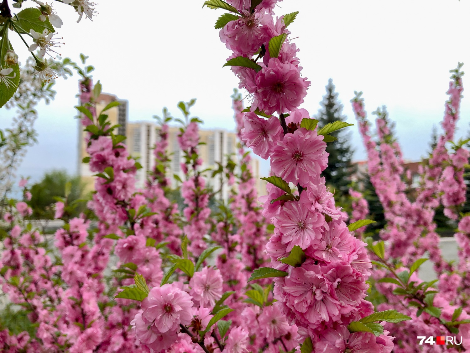 Сакура. Кто-то на планерке сказал, что на Урале можно называть сакурой всё, что розовое и цветет, на что дизайнер Полина Авдошина заметила: «Получается, прыщи — тоже в каком-то смысле сакура»