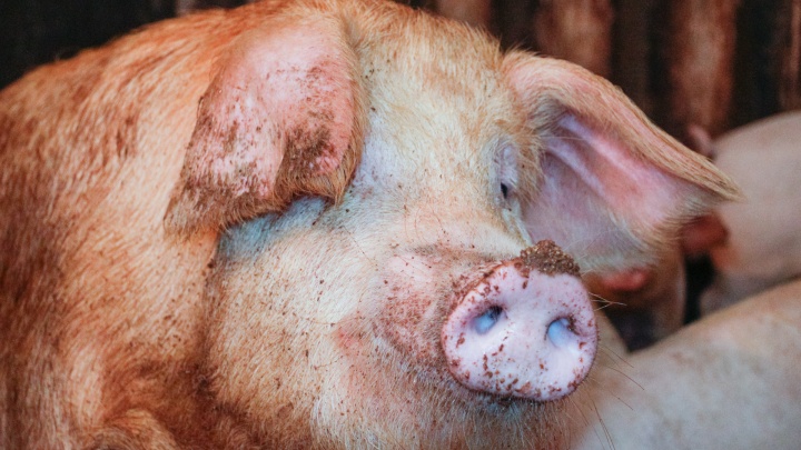 Вспышка африканской чумы свиней в Прикамье вызвана тем, что их кормили пищевыми отходами из воинской части