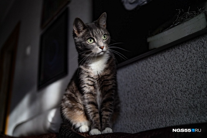 Мурлыканье — до сих пор самый загадочный вопрос о кошках