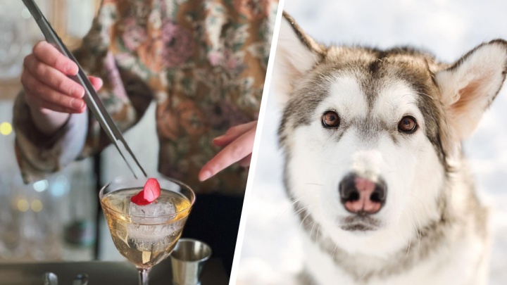 «Приятное с полезным». Екатеринбургский бар — о том, как выпить и спасти бездомных собак одновременно