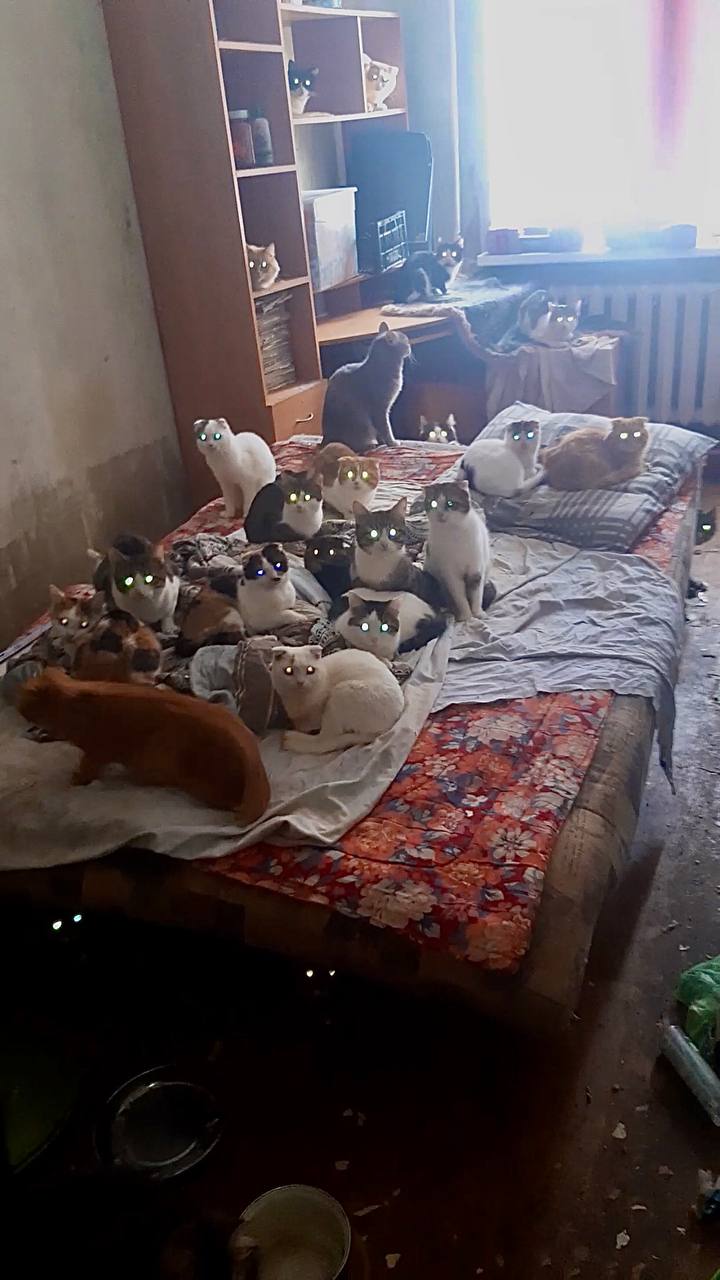 На этом фото мы насчитали 24 котика. А вы?