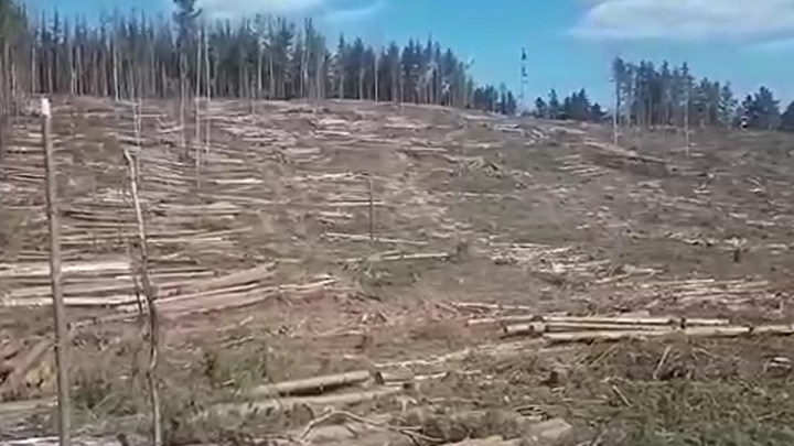 «Мы готовы биться за этот лес»: жители поселков на Урале выступили против массовой вырубки леса
