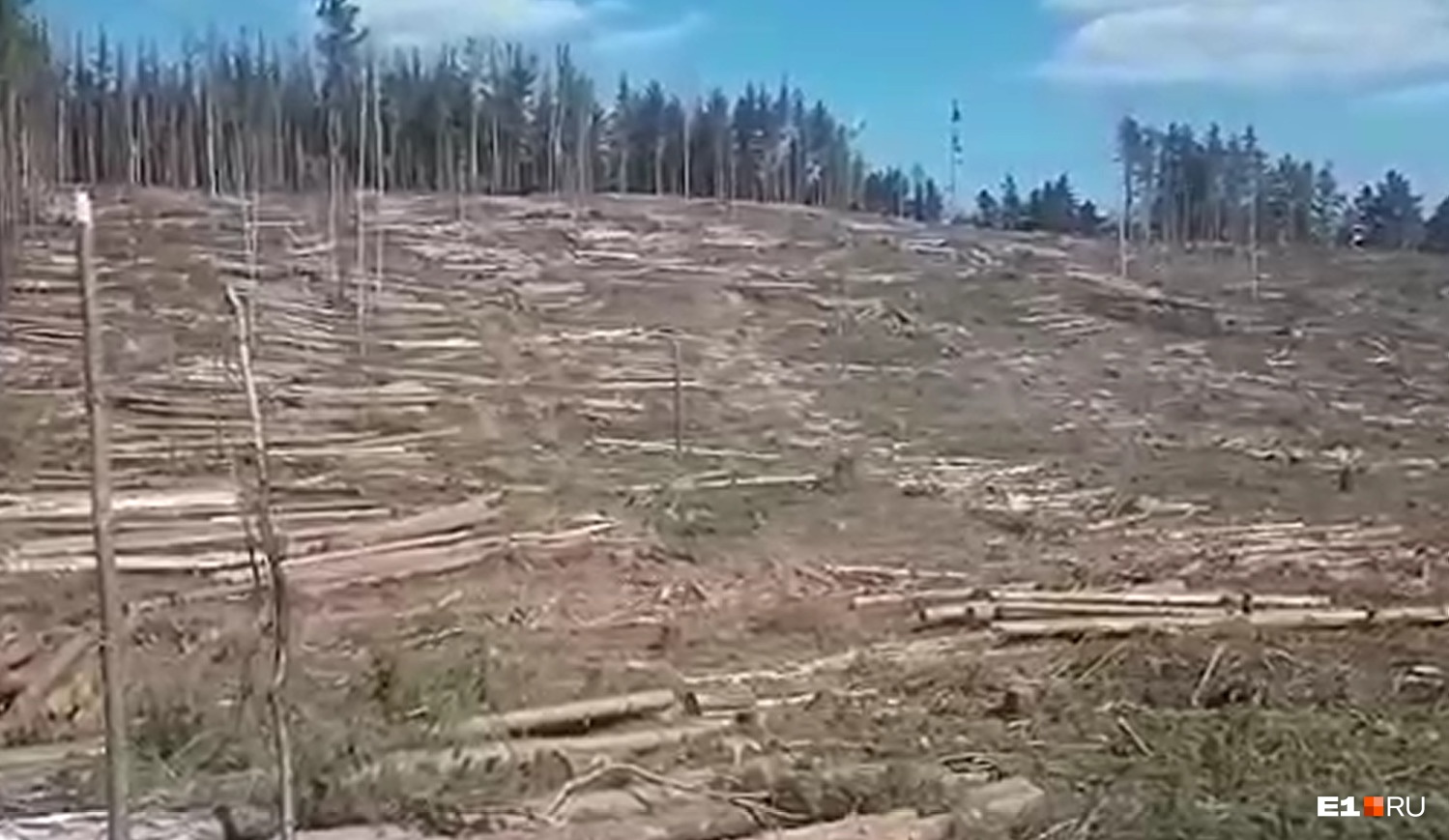 «Мы готовы биться за этот лес»: жители поселков на Урале выступили против массовой вырубки леса