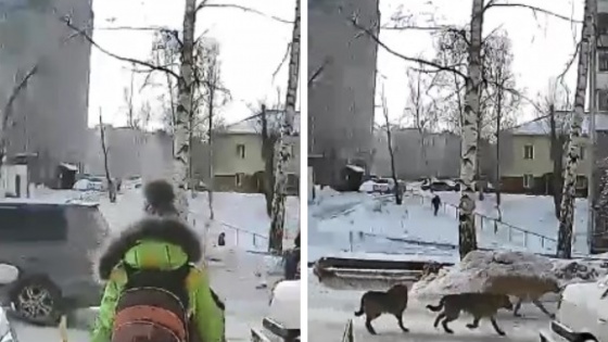 «Я не хочу устраивать "охоту на ведьм"»: в Новосибирске на маленькую девочку напали собаки
