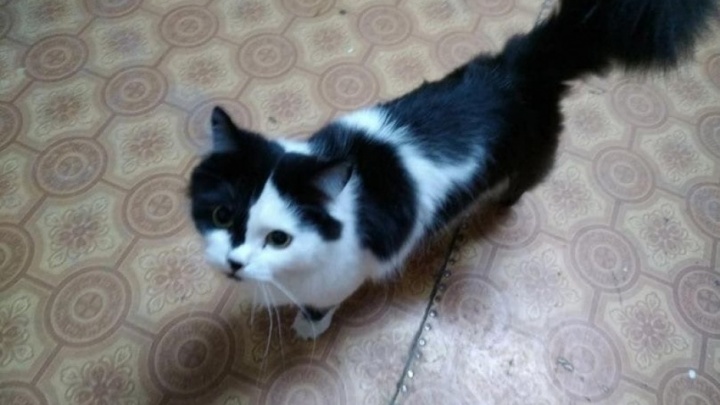 «Очень худой, ужасно выпадала шерсть»: полтора месяца тюменка пыталась забрать из приюта собственного кота