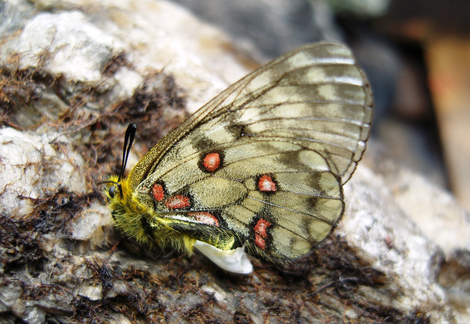 Ученые Прибайкалья выпустили фотоопределитель бабочек