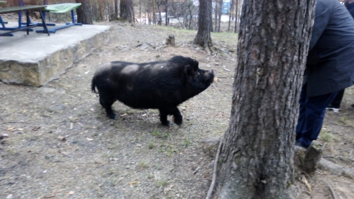 «Большая дикая свинья вышла из леса»: на Режевском тракте непрошеная гостья удивила посетителей шашлычной