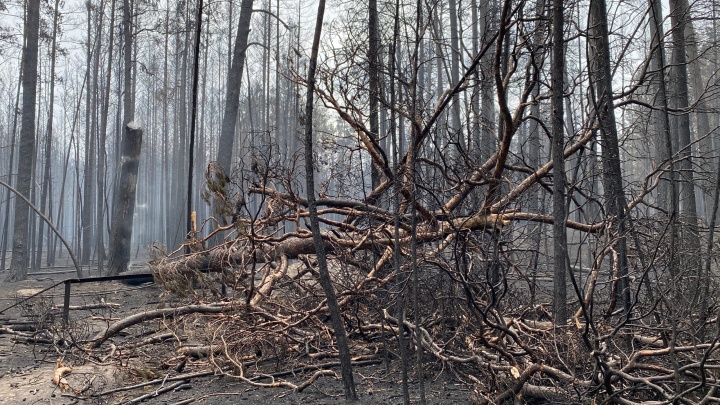 «Есть большой объем работ на Донбассе»: Шумков рассказал, что нужно делать с горелым лесом