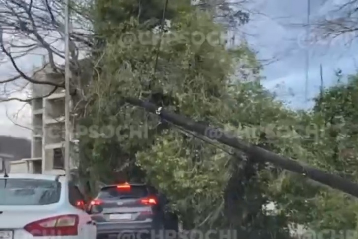 Дерево, упавшее на улице Петрозаводской в Адлере