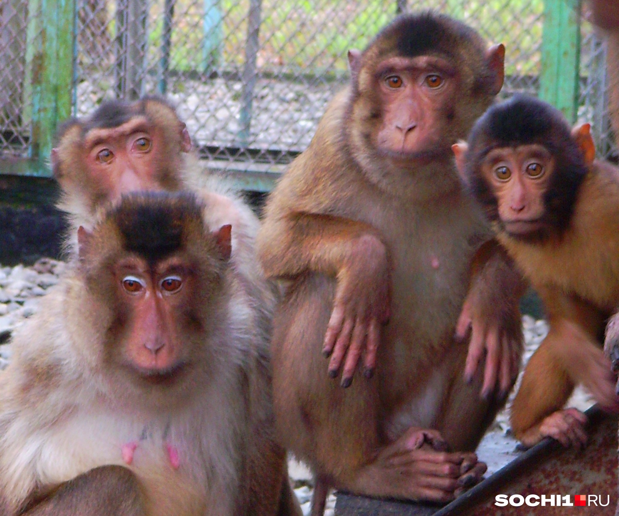 Все отечественные вакцины испытывали на приматах в Сочи