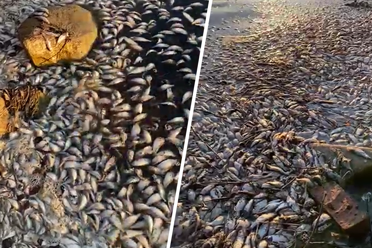 В Чусовском озере к берегу прибило несколько сотен мертвых рыбин. Видео