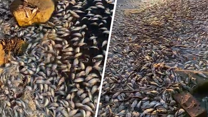 В Чусовском озере к берегу прибило несколько сотен мертвых рыбин. Видео
