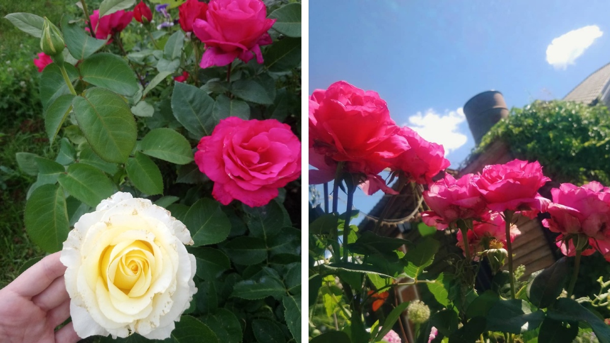 Сажаем розы: лучшие сорта, правила ухода и способ выращивания куста из букета