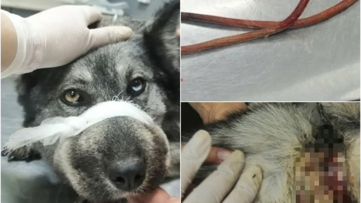Тюменцы спасли собаку с перевязанной тросом шеей