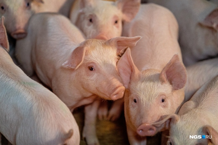 Военным объяснили, где нашли источник чумы свиней