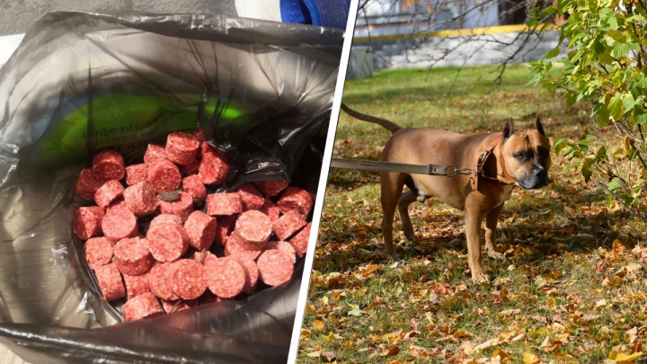 Собачники обнаружили разбросанную приманку для псов в районе Автовокзала. Они подозревают догхантеров