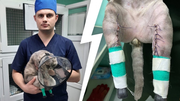 С протезами вместо лап: тюменка вместе с врачами борется за жизнь кота Тома