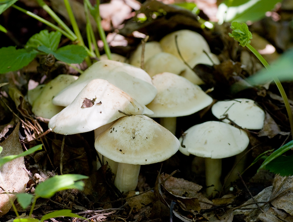 Майская рядовка — бело-желтоватый мясистый гриб с очень необычным вкусом