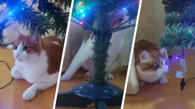 Привяжи ее к потолку: советы от казанских ветеринаров о том, как спасти и кота, и елку на Новый год