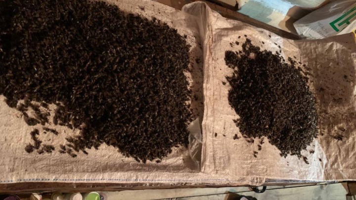 «Это не значит, что мы виноваты»: агропредприятие — о массовой гибели пчел в одном из районов РТ