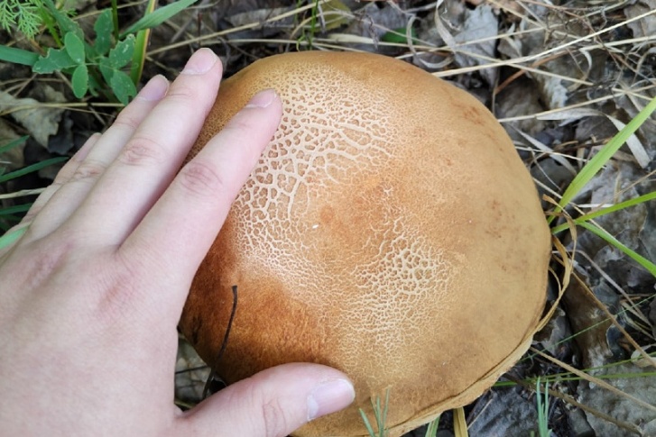 Даже несмотря на засушливую погоду, грибы в лесу всё-таки есть