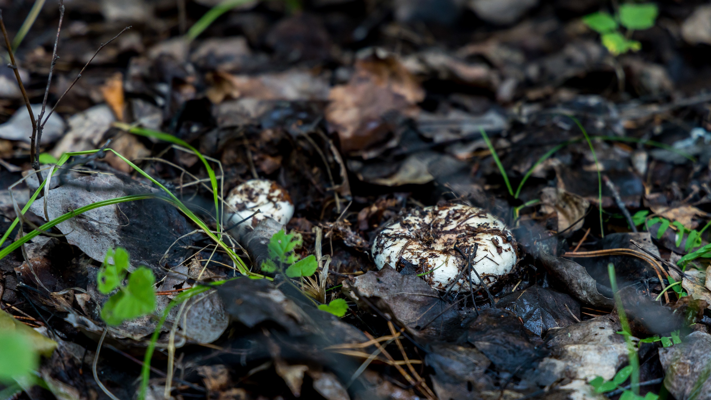 «Зря люди не собирают эти грибы»: сходили в лес с опытным грибником и записали полезное видео