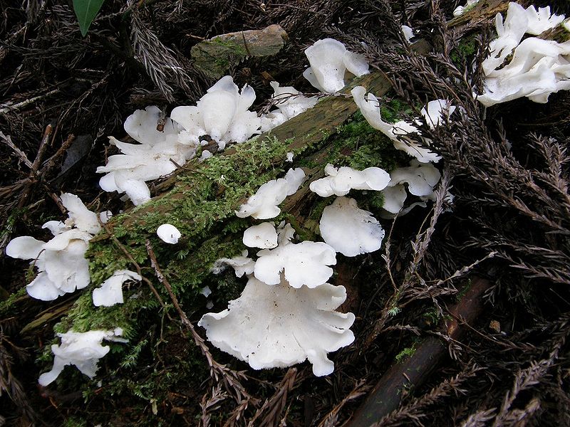 Плевроцибелла — гриб с более узорчатой формой. Считается опасным для людей с проблемами с почками
